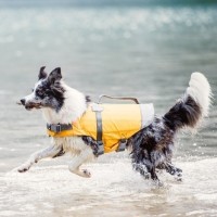 Gilet flottant pour chien - Gilet flottant Life Savior Hurtta