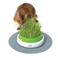 Herbe à chat dépurative à faire pousser  - Jardin d'herbe Senses Design Cat It