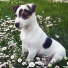 Gasper - Jack Russell Terrier (Jack Russell d'Australie)  - Mâle