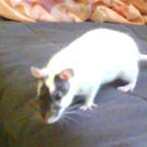 Fizzy - Rat  - Femelle