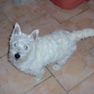 Bianca - West Highland White Terrier (Westie, White Terrier  - Femelle