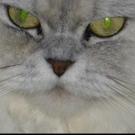 Océane & ses yeux vert - Persan  - Femelle stérilisée