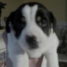 Gino - Jack Russell Terrier (Jack Russell d'Australie)  - Mâle