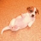 Gucci - Jack Russell Terrier (Jack Russell d'Australie)  - Femelle