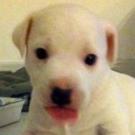Gizmo - Jack Russell Terrier (Jack Russell d'Australie)  - Mâle