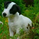 Gecko - Jack Russell Terrier (Jack Russell d'Australie)  - Mâle