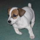Guipsy - Jack Russell Terrier (Jack Russell d'Australie)  - Femelle