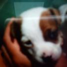 Gaby - Jack Russell Terrier (Jack Russell d'Australie)  - Femelle
