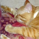 Garfield - Chat domestique poil mi-long  - Mâle