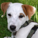 Buddy - Jack Russell Terrier (Jack Russell d'Australie)  - Mâle