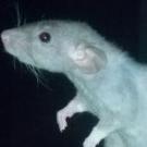 Karnaj - Rat  - Femelle