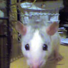Blanchette - Rat  - Femelle