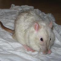 Rasta - Rat  - Mâle