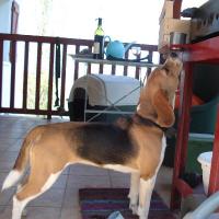 Cloe - Beagle  - Femelle stérilisée