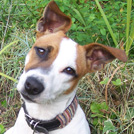 Pixel - Jack Russell Terrier (Jack Russell d'Australie)  - Mâle