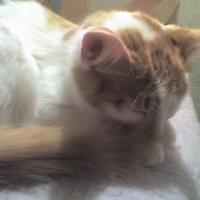 Lady - Chat domestique poil long  - Femelle stérilisée