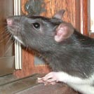 Gaïa - Rat  - Femelle