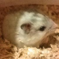 Flocon - Hamster  - Femelle