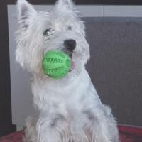 Tayco - West Highland White Terrier (Westie, White Terrier  - Mâle