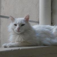 Angel - Chat domestique poil long  - Mâle castré