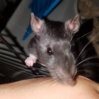 Akira - Rat  - Femelle