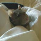 Hestia - Rat  - Femelle