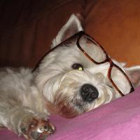 Duna - West Highland White Terrier (Westie, White Terrier  - Femelle stérilisée