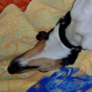 Pitou - Jack Russell Terrier (Jack Russell d'Australie)  - Mâle