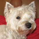Babsy - West Highland White Terrier (Westie, White Terrier  - Mâle