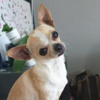 Jipsy - Chihuahua (Chihuahueño)  - Femelle