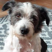 Radar - Jack Russell Terrier (Jack Russell d'Australie)  - Mâle