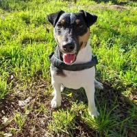 Youki - Jack Russell Terrier (Jack Russell d'Australie)  - Mâle