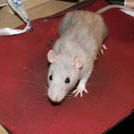 Gally - Rat  - Femelle