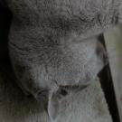 Corsaire - British Shorthair  - Mâle