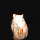 Titite - Rat  - Femelle