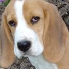 Droopy - Beagle  - Mâle