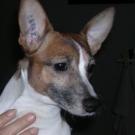 Pepito - Jack Russell Terrier (Jack Russell d'Australie)  - Mâle