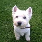 Gamin - West Highland White Terrier (Westie, White Terrier  - Mâle