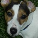 Prince - Jack Russell Terrier (Jack Russell d'Australie)  - Mâle
