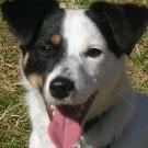 Gigi - Jack Russell Terrier (Jack Russell d'Australie)  - Mâle