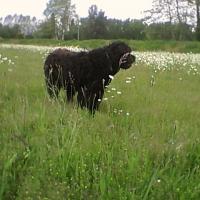 Ulla - Bouvier des Flandres (Flanders Cattle Dog)  - Femelle stérilisée