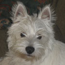Bounty - West Highland White Terrier (Westie, White Terrier  - Mâle