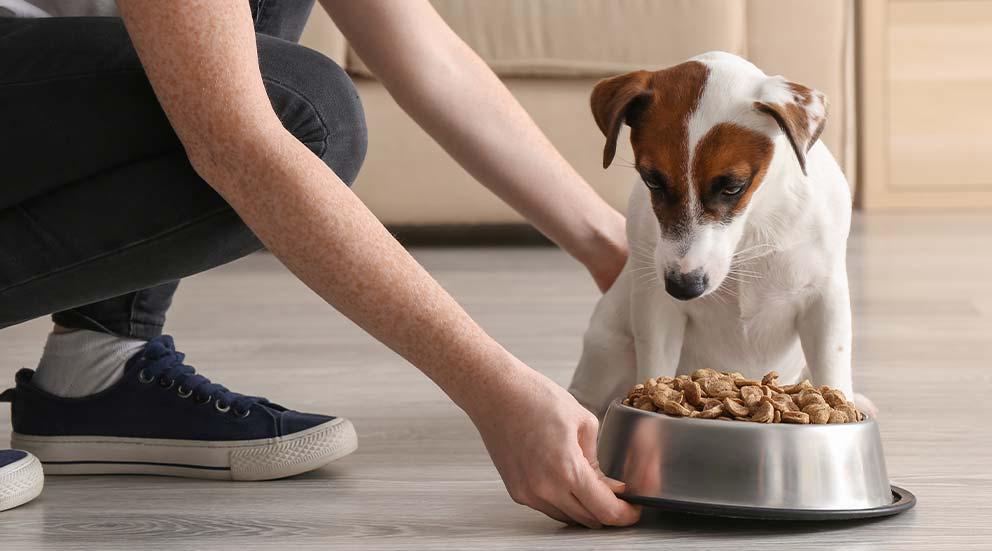 Croquettes pour chien, pâtées, aliments vétérinaires