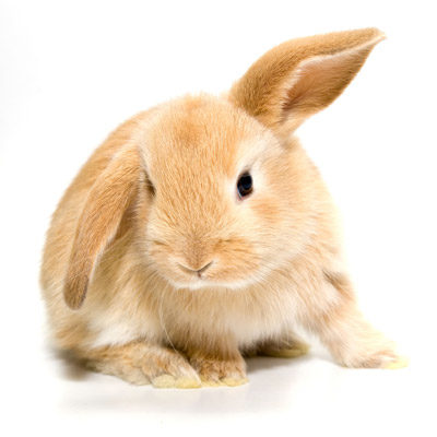 Les affections de la peau chez les rongeurs et lapins - WanimoVéto