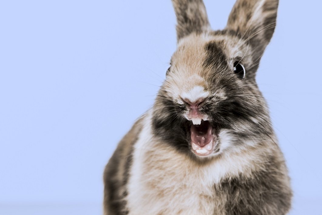 Les affections de la bouche chez les rongeurs et lapins - WanimoVéto