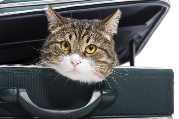 Quel sac de transport pour mon chat ? - WanimoVéto