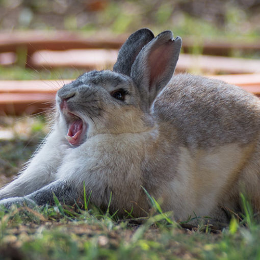 Mon lapin est agressif et mord : que faire ?