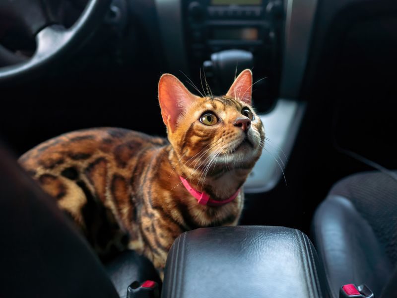 Chat Transport Voiture